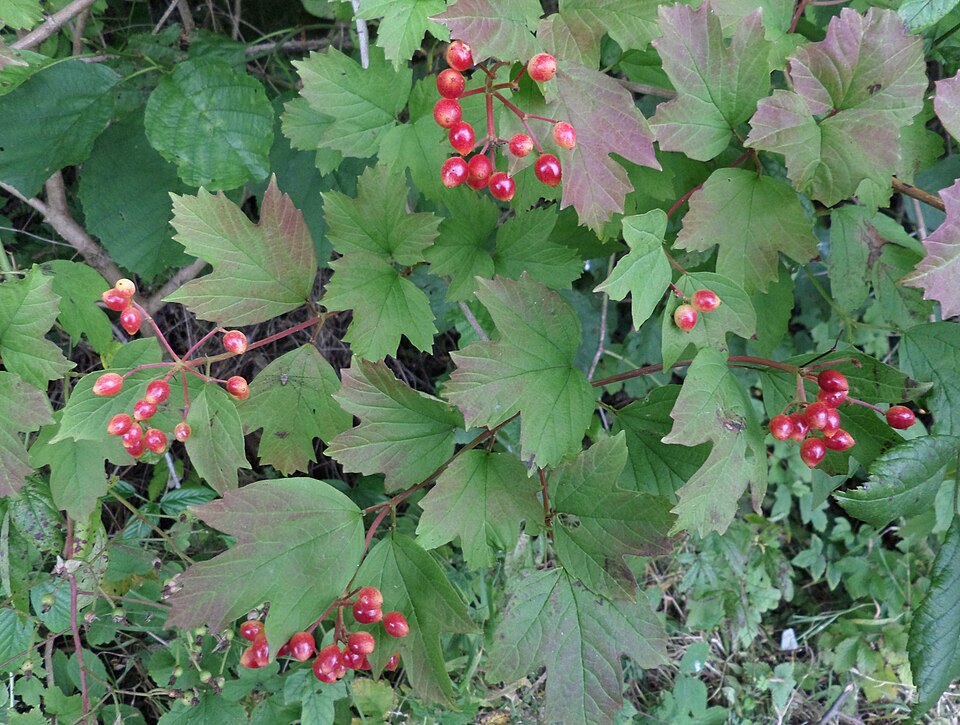 Gemeiner Schneeball (Viburnum opulus) – Produktbild, heimische Wildpflanze, Gehölze, naturnaher Garten